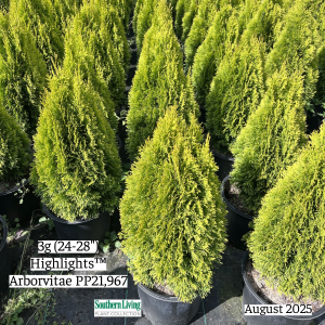 August 2025 3g Highlights Arborvitae Group Website